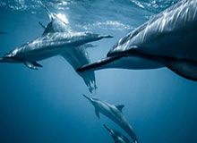 澳网奖金同比增长16%创新高,周杰伦和中国大公司添了一把火